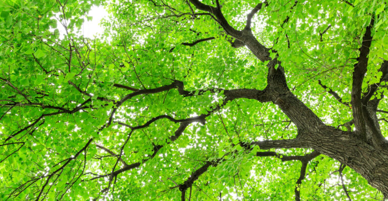 This Invasive Tree Destroys More Texas Habitat Than Fire Ants Every Summer