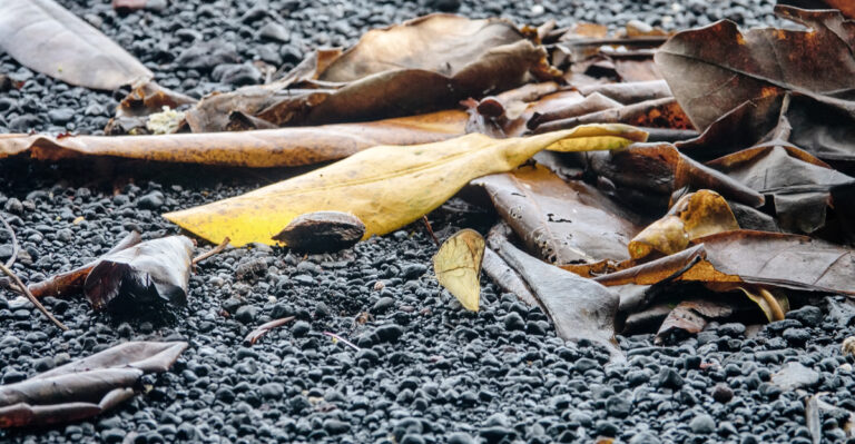 What It Really Means When Trees In Virginia Shed Leaves Before Fall