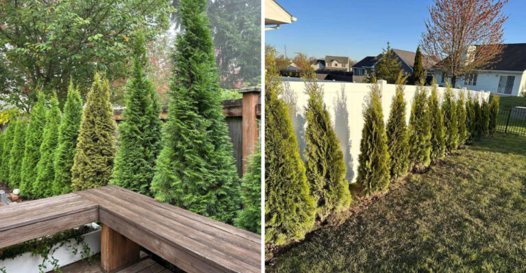 Why You Should Grow Arborvitae Along Your Ohio Fence For Year-Round Privacy