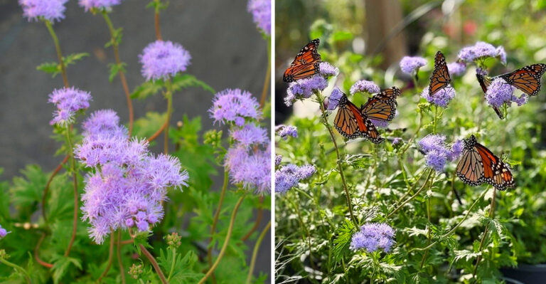 The Most Useful Native Wildflower You Can Plant In Texas