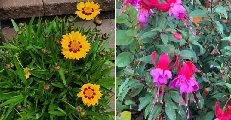 The Fire-Resistant Oregon Flowers To Plant Instead Of Highly Flammable Shrubs