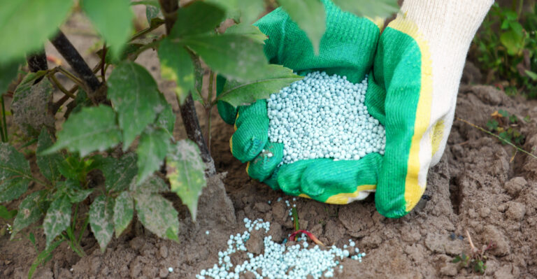 Why Oregon Master Gardeners Are Switching To Phosphorus Fertilizers This Week