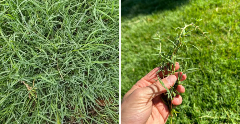 bermudagrass