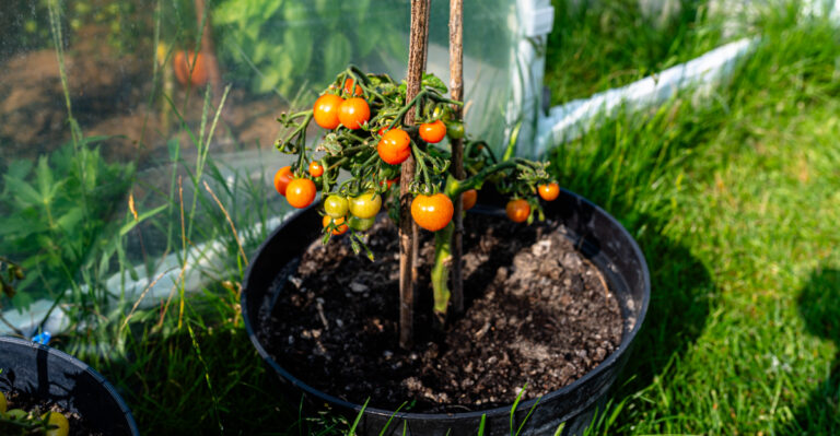 How To Maintain Deep Soil Moisture For Oregon Tomatoes During A Heatwave