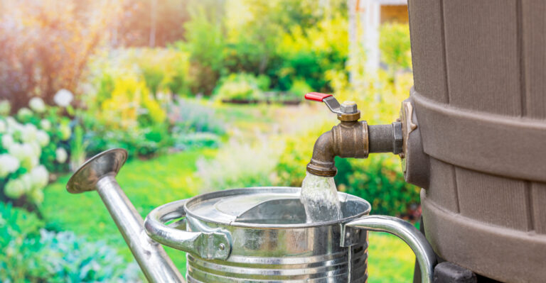 How Georgia Gardeners Keep Gardens Alive Under This Summer’s Watering Limits