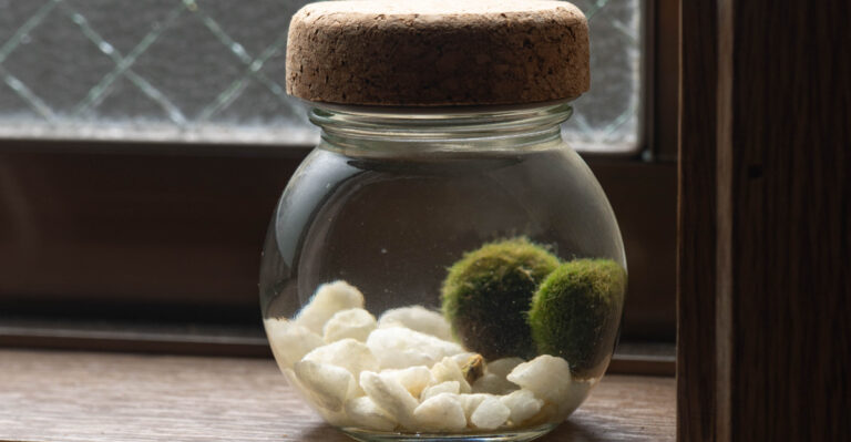 The Japanese Moss-Ball Trend Quietly Taking Over Minnesota Homes