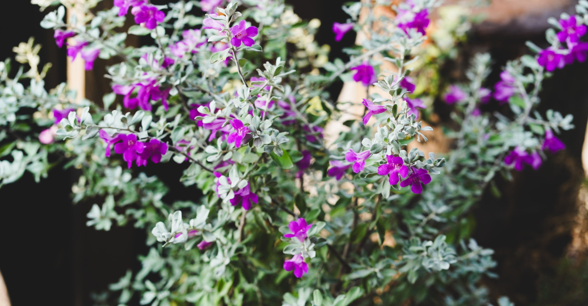 Texas Sage (featured image)