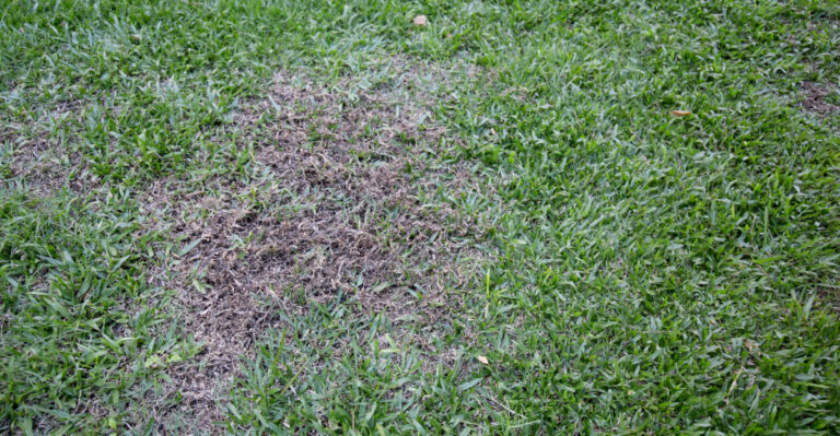 Grass Cutting Habits Destroying Virginia Lawns In August Heat