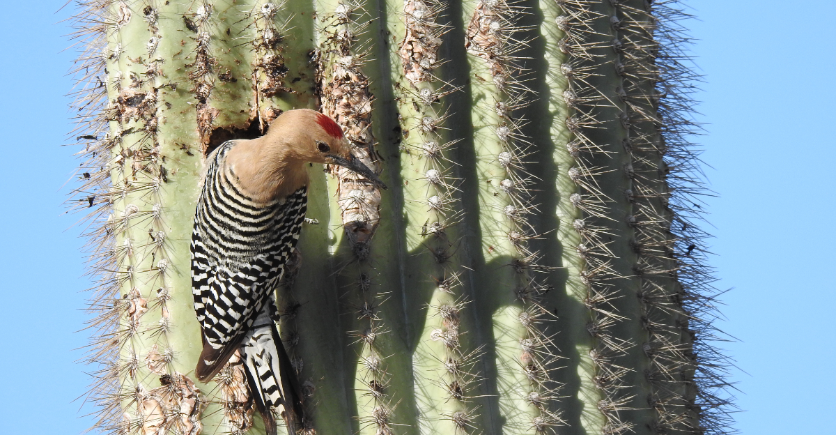 Gila Woodpeckers (featured image)
