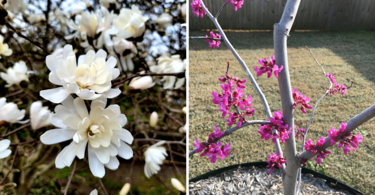 8 North Carolina Trees That Cause The Fewest Problems Near Power Lines