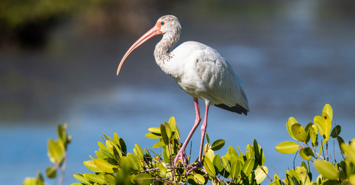 white ibis