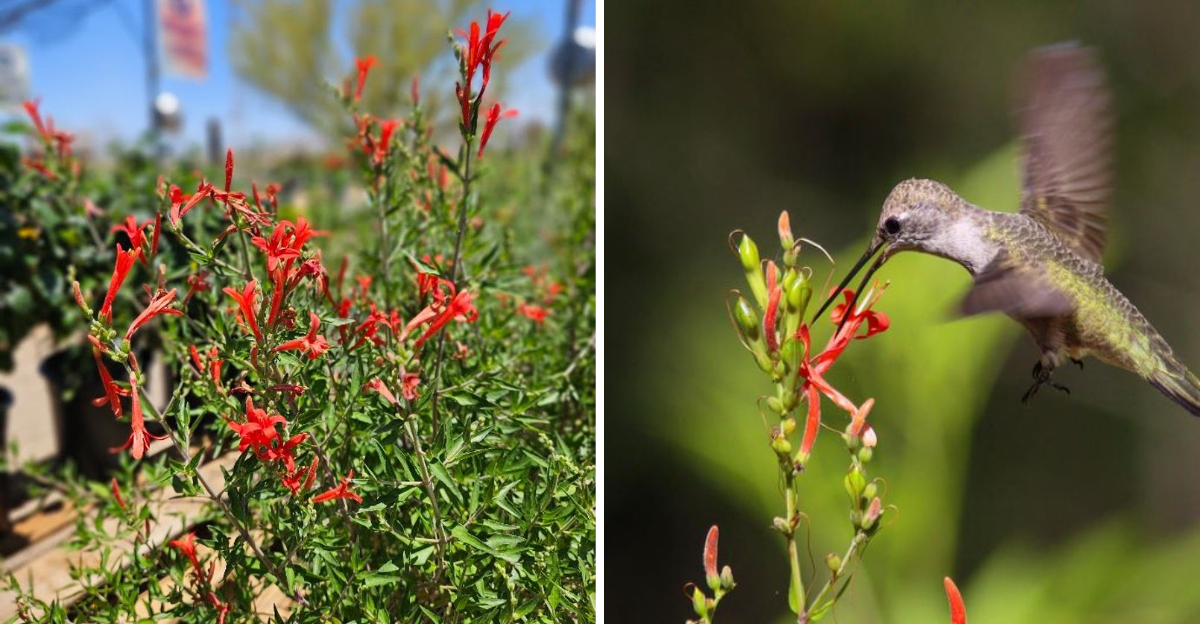 flame acanthus and hummingbird
