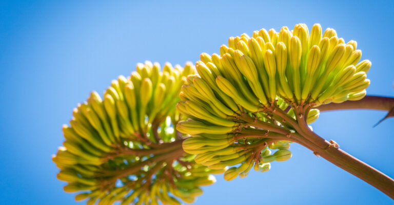 The California Succulent That Blooms Only Once Every Several Years