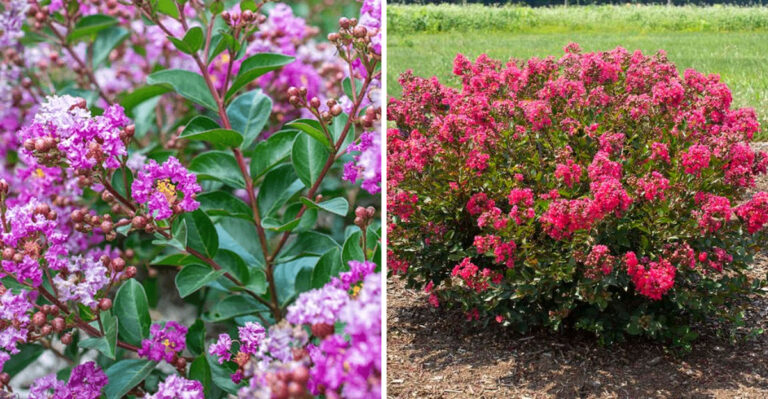 The Best Dwarf Crape Myrtle Varieties For North Carolina Small Yards And Containers