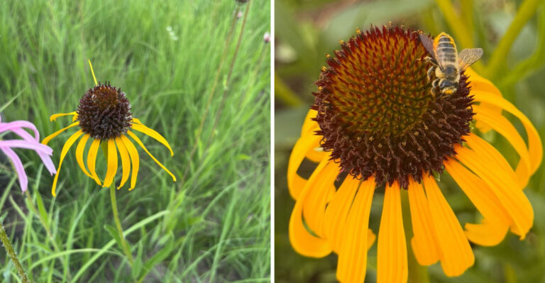 The Most Underrated Michigan Native Flower For Bringing Hoverflies Into Aphid-Prone Beds