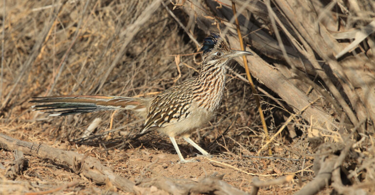 Roadrunner (featured image)