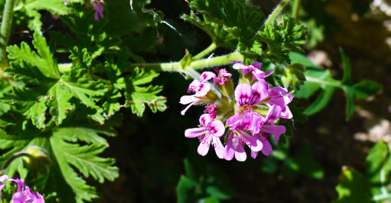 scented geranium