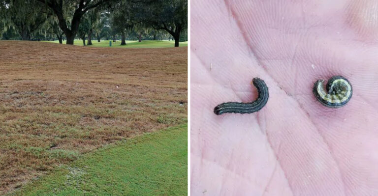 armyworm lawn damage