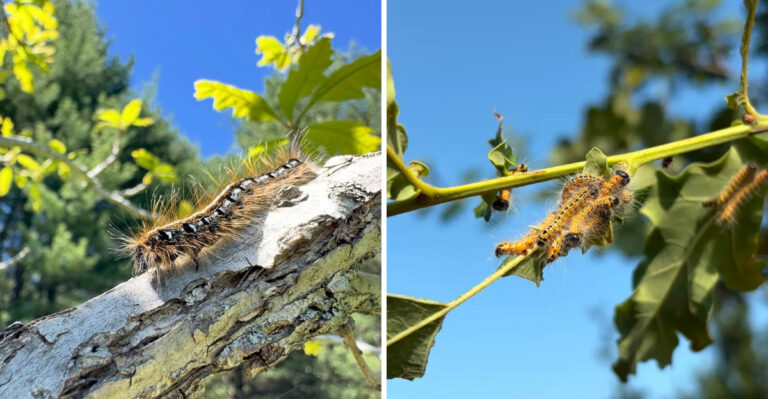 This Is The Invasive Insect Defoliating Pennsylvania Oak Trees At An Alarming Rate