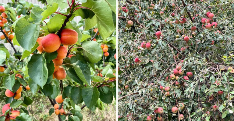 The Oregon Fruit Trees That Need Summer Pruning For Better Harvests Next Year