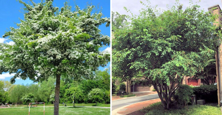 hawthorn and serviceberry