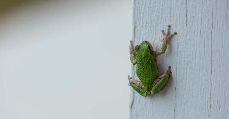 What It Means When Storms Send Frogs To Your Indiana Porch