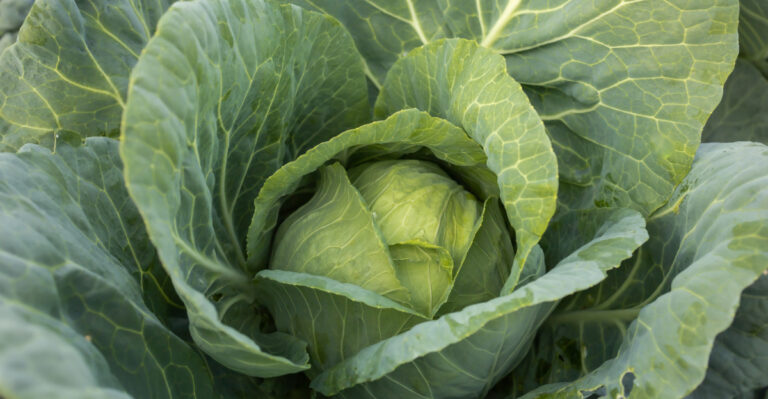 How To Protect Newly Planted Fall Cabbage From The Ohio Sun