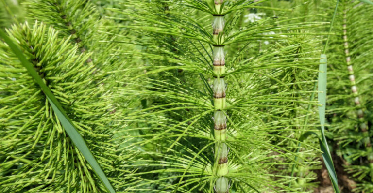 The Horsetail Removal Mistake Oregon Gardeners Make That Makes It Come Back Twice As Dense