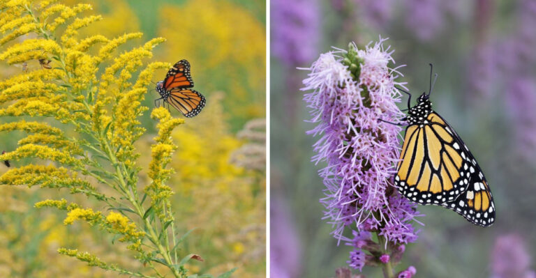 butterfly on goldenrod and liatris