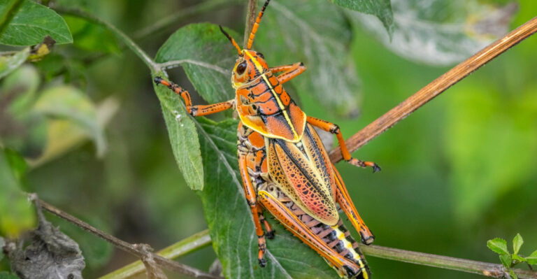 Eastern Lubber grasshopper