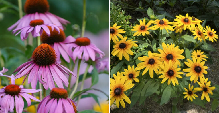 Native Georgia Wildflowers That Handle August Heat And Drought Without Fuss