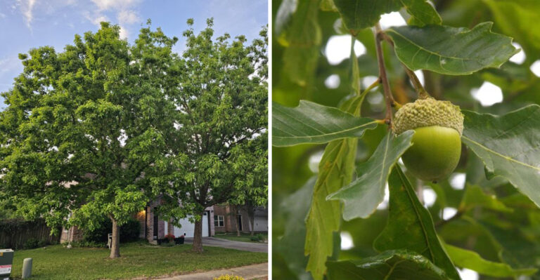 The Texas Tree Most Homeowners Wish They Had Planted Five Years Ago
