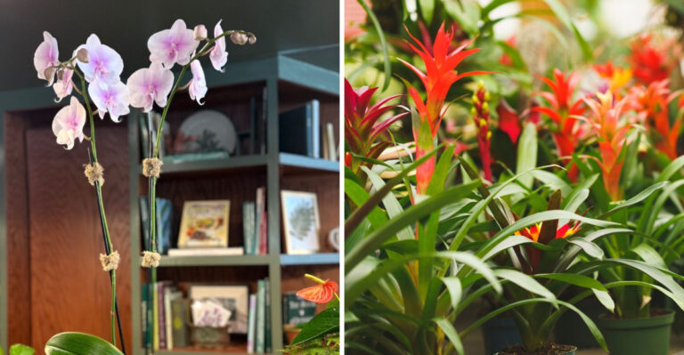 orchid and bromeliad
