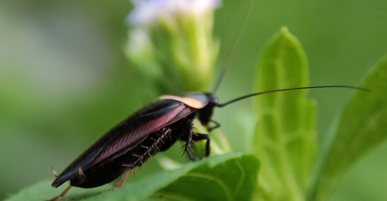This August Yard Habit Could Be Inviting Roaches Into Your Louisiana Home