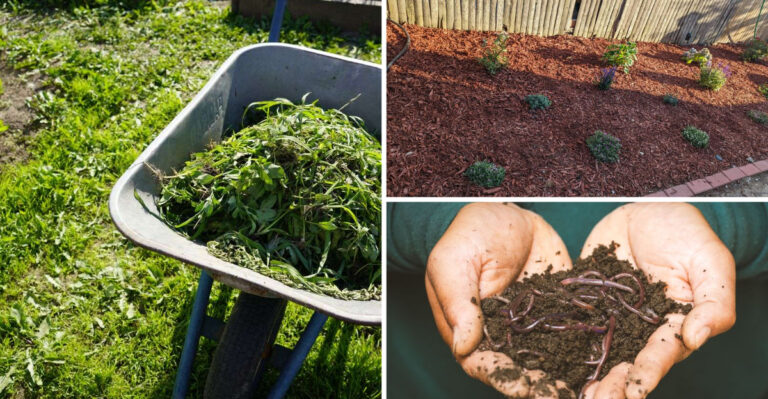 The Florida Guide To Feeding Soil Naturally During The Summer Fertilizer Ban