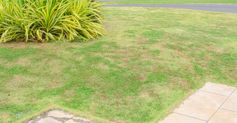 Those Brown Patches Spreading Across Your Alabama Lawn Could Mean Something Bigger