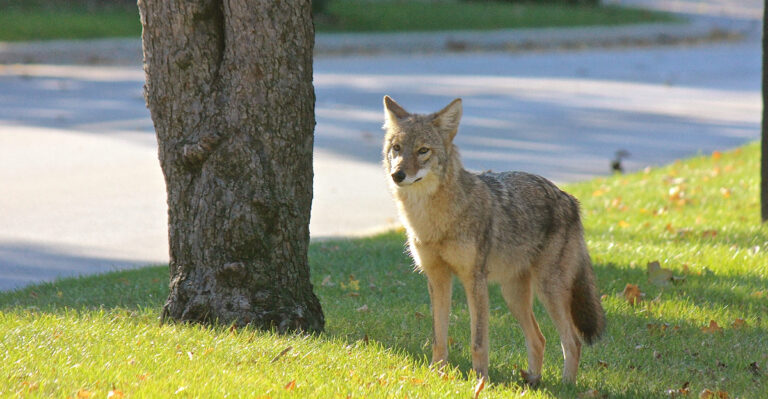 What To Do When Coyotes Start Showing Up Around Oregon Backyards