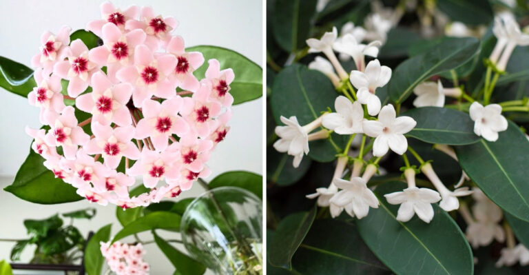 The Sweet Smelling Pennsylvania Plants For Indoors