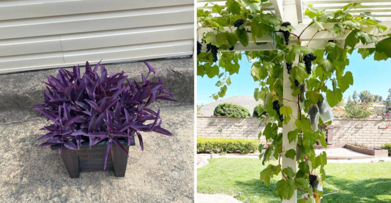 The Trailing Porch Plants That Love Arizona’s Bright Summer Shade