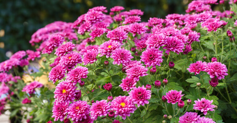 mums in fall