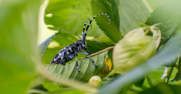 What It Really Means When This Winged Pest Shows Up On Your Massachusetts Maples