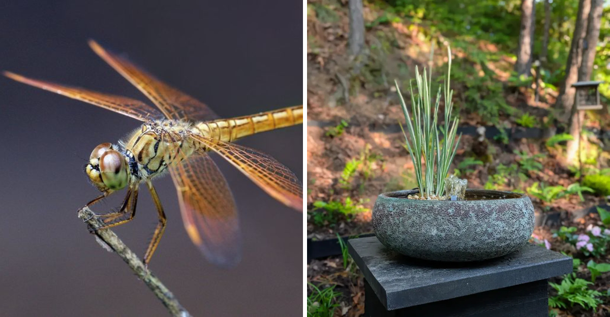 dragon fly and water source