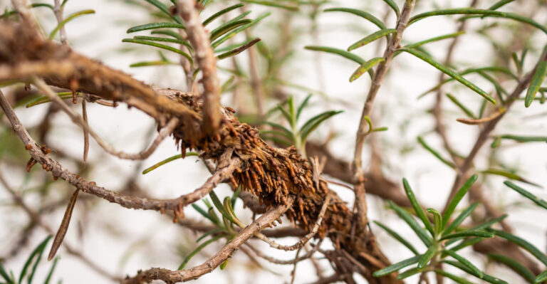Why Rosemary Gets Woody Faster In Some Oregon Gardens Than Others