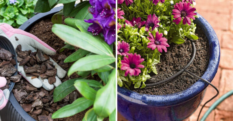 The Arizona Container Setup That Helps Prevent Roots From Overheating