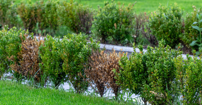 Why Are Michigan Boxwoods Turning Brown In Patches This Summer?
