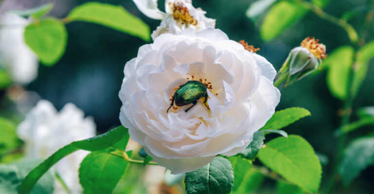 This Is Where Rose Chafers Hit First In Michigan Gardens Before They Spread To Grapes And Flowers