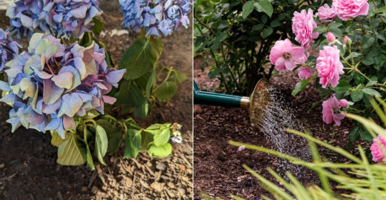 The Oregon Rose And Hydrangea Watering Trick That Helps Roots Survive Dry Weeks