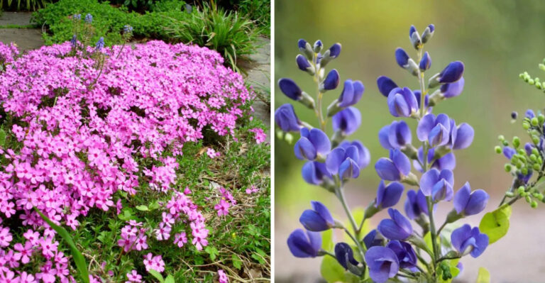 moss phlox and false blue indigo