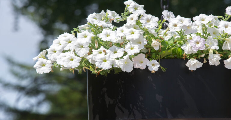 Why Petunias Develop A Sticky Coating To Guard Their Blooms