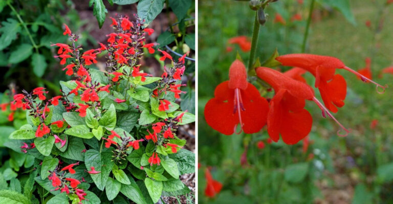 What To Do With Your Florida Salvia In August Before The Rain Rots The Roots